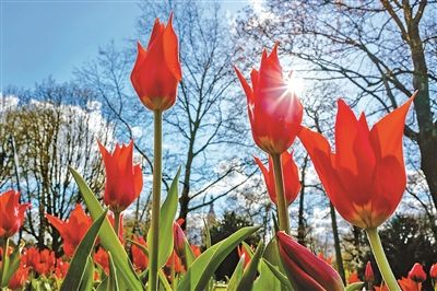 郁金香|为了花 荷兰人花了哪些大心思