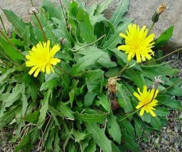 蒲公英|中医蒲公英泡水时要注意4件事,喝对了,才是“药草皇后”
