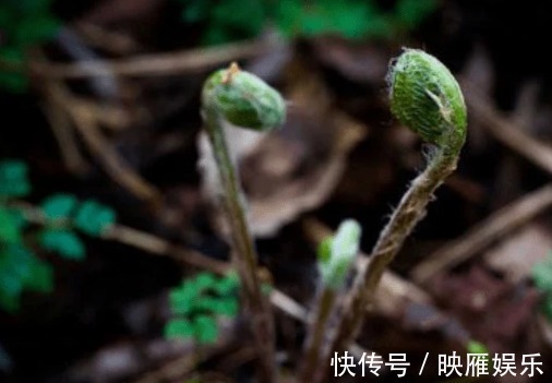 排毒|女性想变美，常吃四种食物，排毒养颜、淡纹抗衰，好处多多！