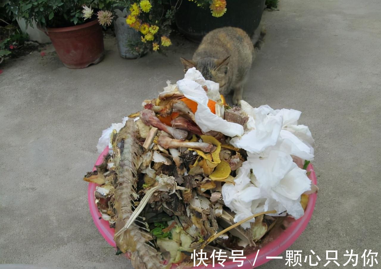 盆栽花卉长得超慢,4个废料垫土壤1/3处,蹭蹭猛长