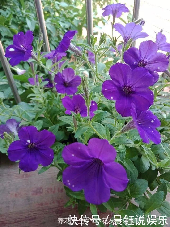 大户|3种花不用“扦插”，花开完等俩月，半年变成“养花大户”！