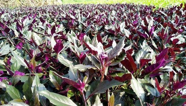 乡下这些野菜，曾经不被重视，现在成了稀罕物，价值高