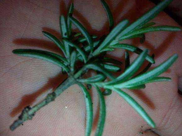 一次性|一次性水杯变身高颜值盆栽,只需掐一个枝叶,就这么简单!