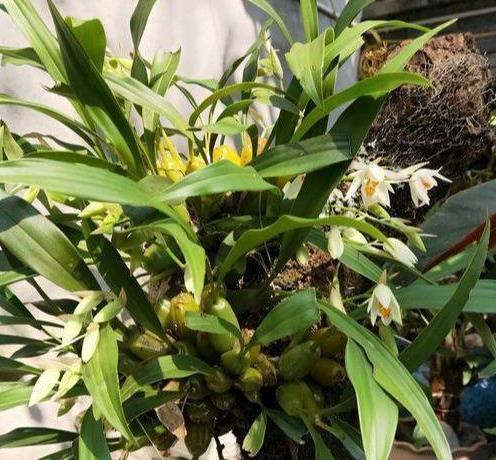 养殖记|王先生的石斛养殖记——含苞待放的石斛,看着非常喜人!