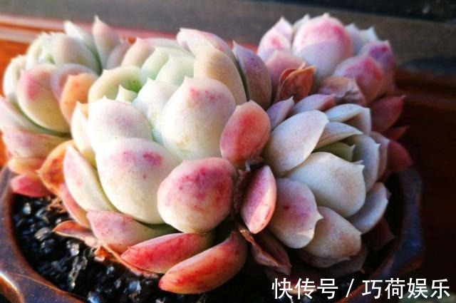 学会给多肉''喷水'',上色容易还好看,1招搞定叶子不着色的难题