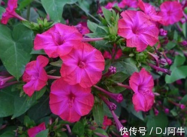 紫茉莉|此花傍晚时盛开,娇艳的花朵散发出阵阵诱人的芳香,寓意为成熟美