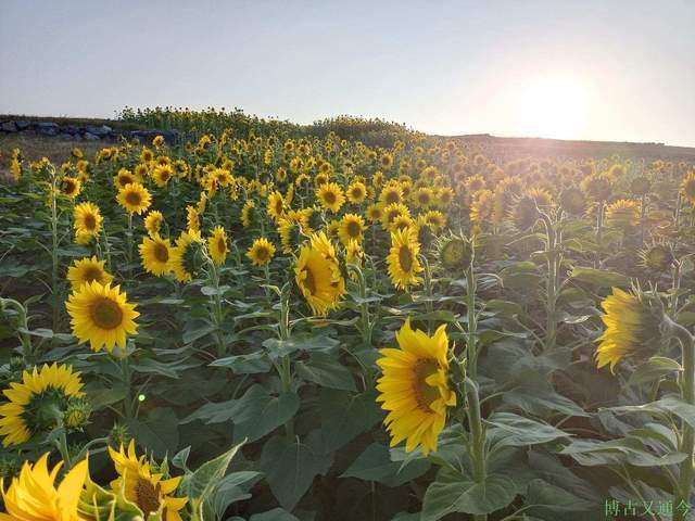 金色季节之温榆河公园西园（上）， 万朵葵花向阳开