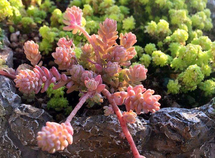 移栽|天热叶插多肉:生根、幼苗阶段得格外养护!