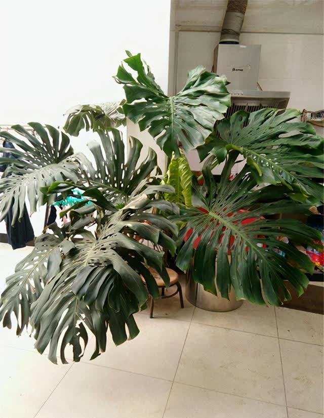 龟背竹寓意很好,养好龟背竹有技巧,你是怎么养护的呢?