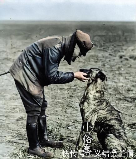 地中海|上色老照片,图三是剪着地中海发型的日本浪人,图八是图坦卡蒙王的棺木出土