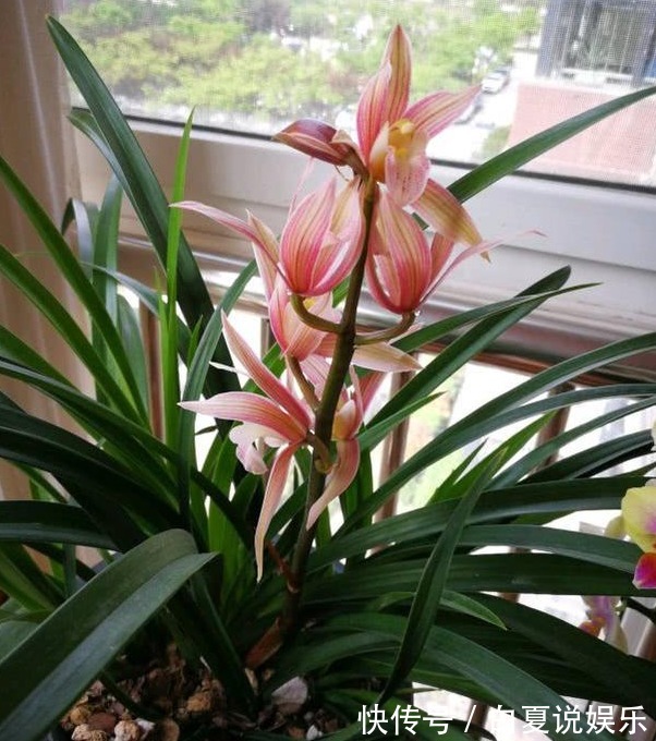 浇水|9月养兰花,做好2“润”,花芽呼呼冒,花香十里