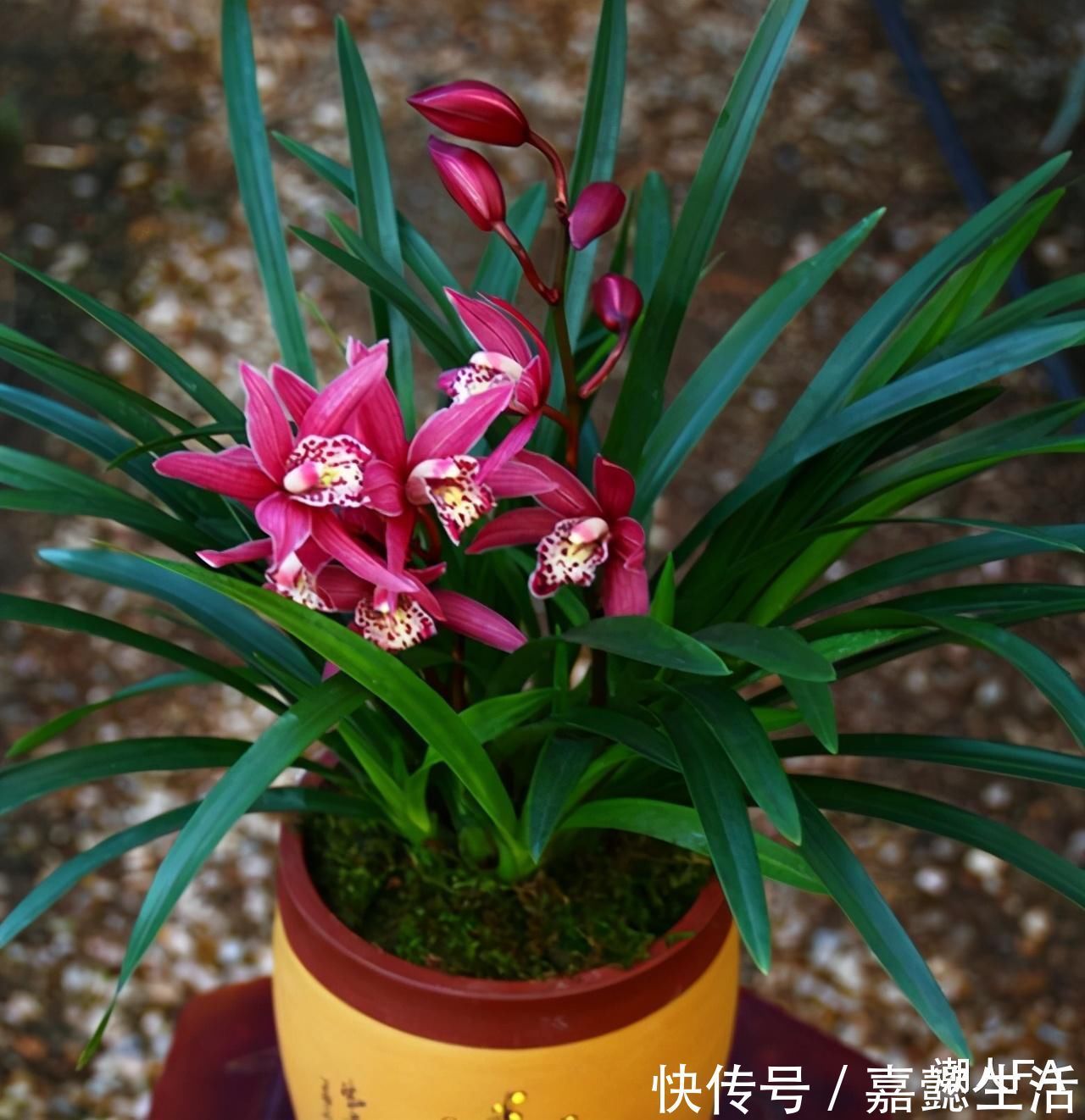 花友|别养一季花了，此兰一年能开好几次，兰香浓郁，点亮你的阳台