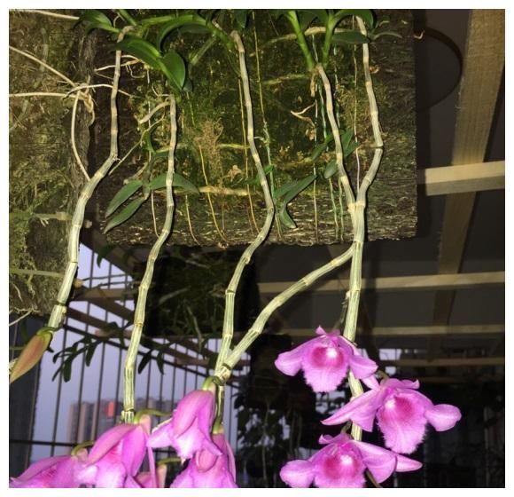 用一块木头就能养的花，不需要施肥，只要浇浇水，夏天就能开