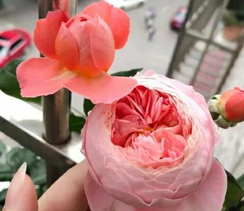 千万注意,南方不适合种藤本月季,选择夏日花火,才能开满花