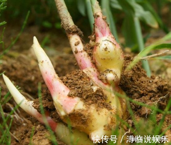 白发|2种盆栽再丑,也要养在家里!不仅吸甲醛,还让白发“乌黑”发亮