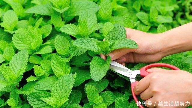 薄荷土里加“一料”，不枯黄不徒长，蹭蹭冒嫩芽，清香怡人一整年！