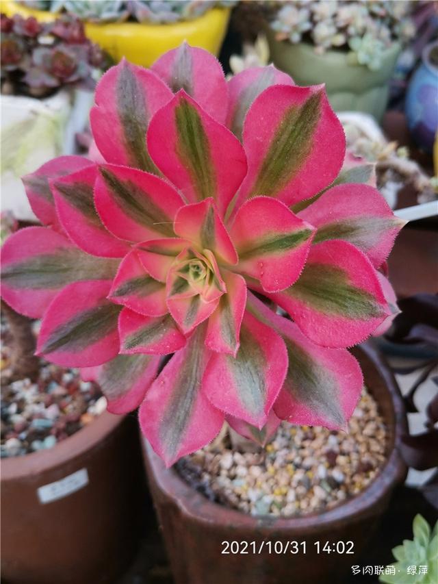 拈花一笑为红颜,无奈雨霾非吾恋