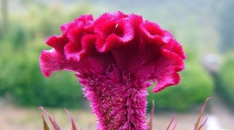 4种福运花,自带福气好养活,日子红火财运滚滚,好看极了