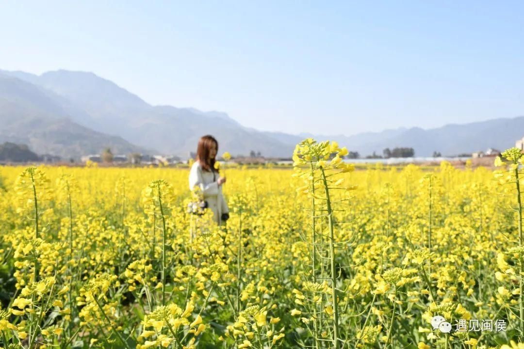 金色花海！福州油菜花开了！【区县头条】