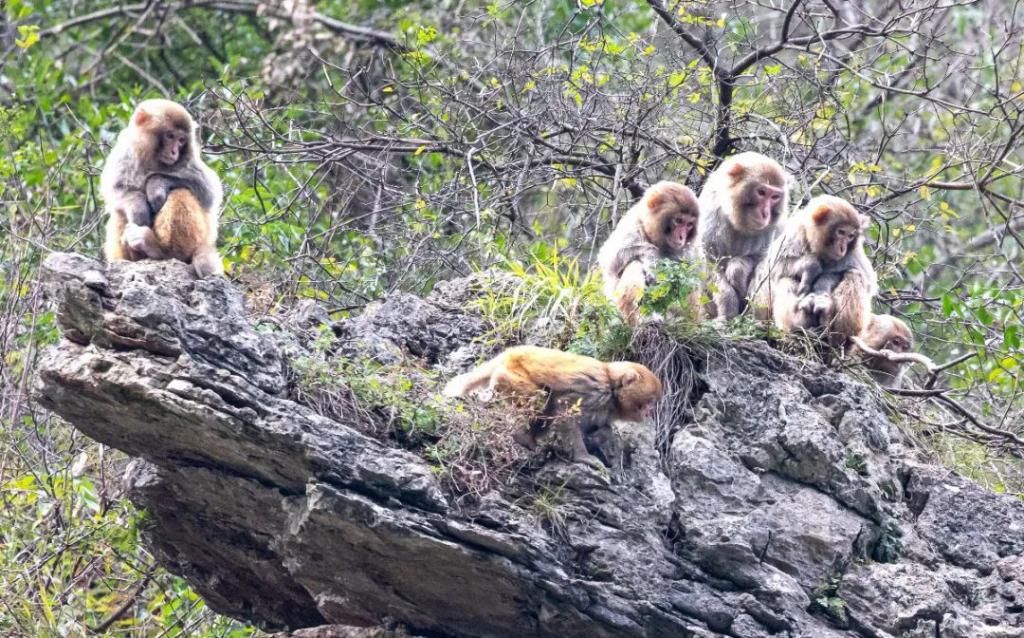 中年|巫山为小三峡猕猴送过年货