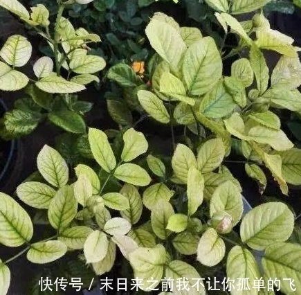 秋天给月季浇点这种水，不黄叶不生病，花苞长不停！