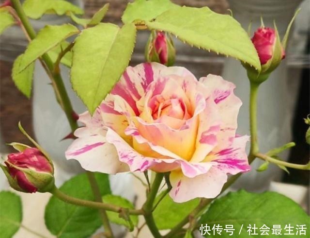 开花期|月季施肥有“讲究”，学会这“3要”，长势旺，花苞超多，花期长！