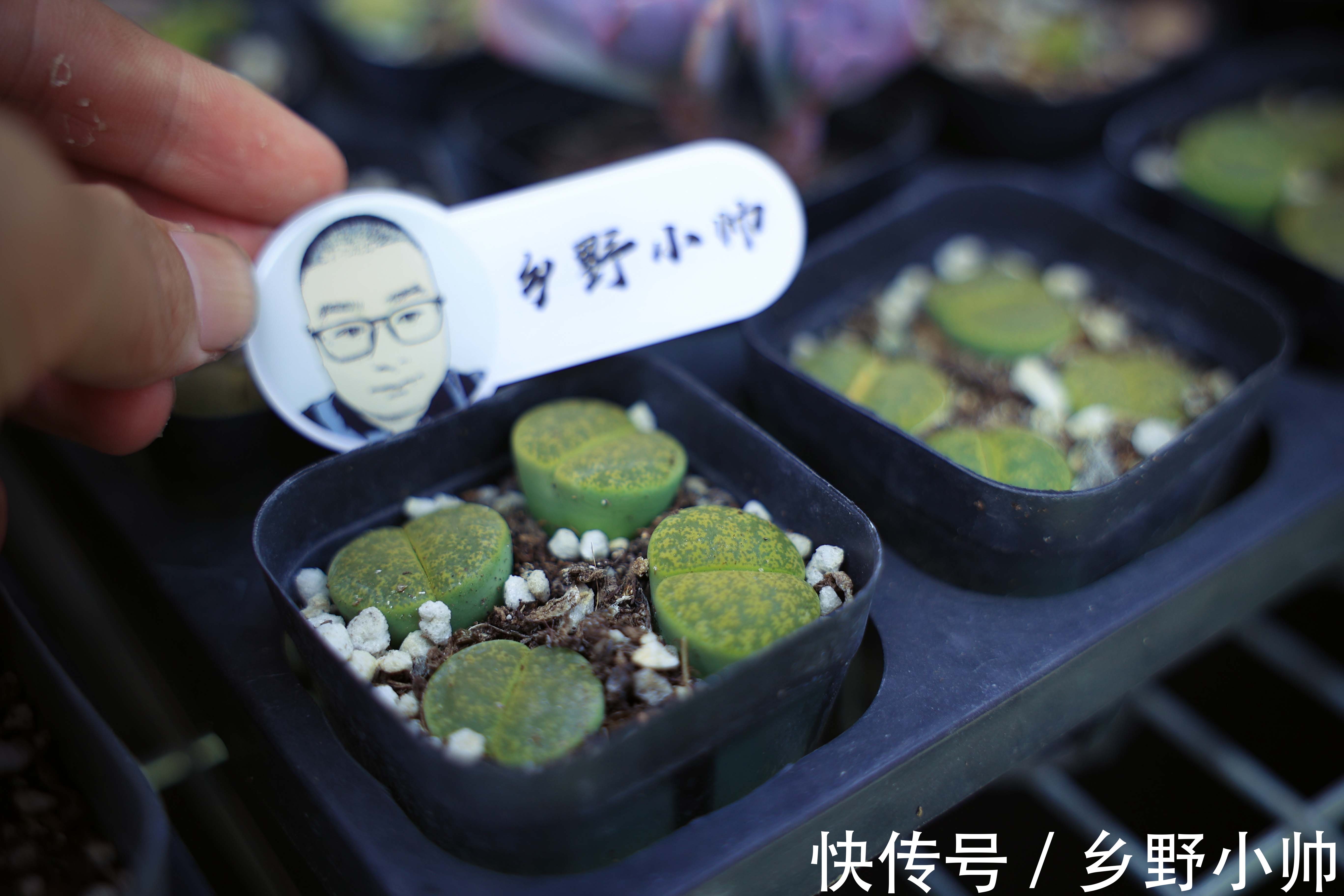 枯叶子|秋天越来越近,这几种情况先不要拿出去晒太阳,暂缓一步会更好