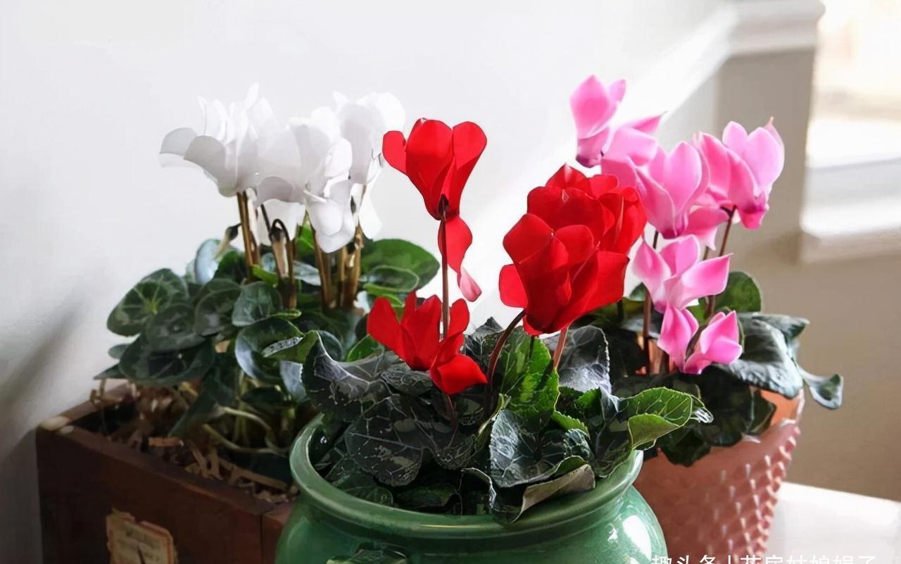小丽花|12月了,家里养这些“年宵花”,株型美观、花色艳丽,还十分喜庆