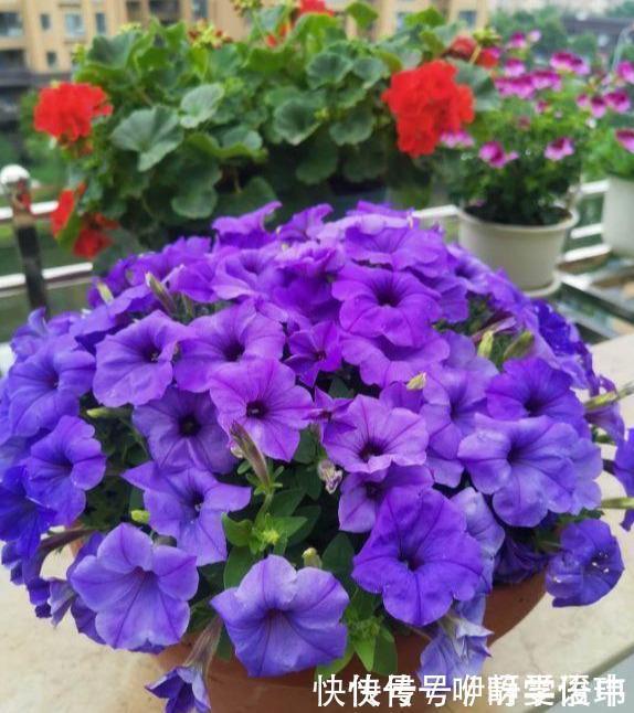 3种“掐头花”，娇生惯养不成器，天天修理它，月月爆花球