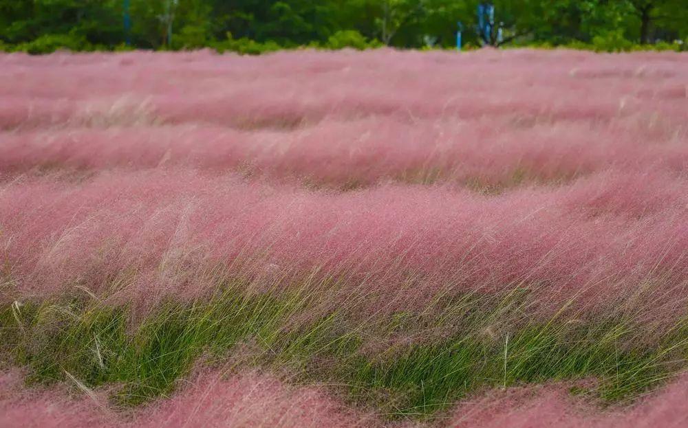 太美了这些草比花还漂亮，第一种就迷倒很多人