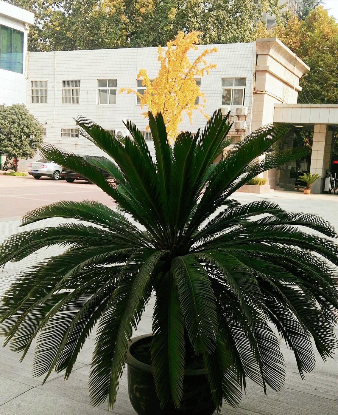 家里种“好树”，子孙一直富，6种“吉利树”，养得越久越吉利