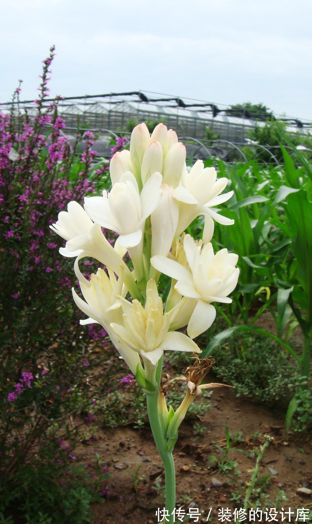 香雪球|5种“香水花”，妖娆又艳丽，家里养一盆，比香水都好闻