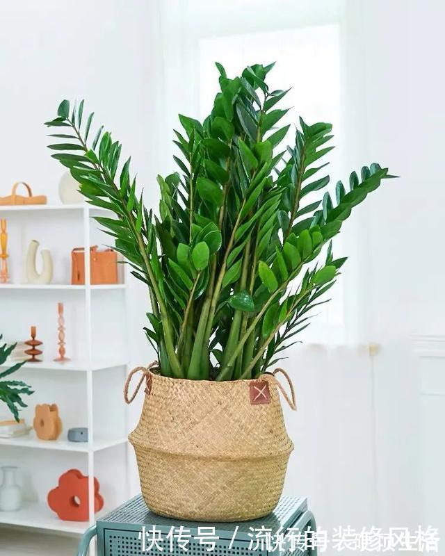 植株|冬天养金钱树，做好这5件事，叶子绿得发亮，越养越精神