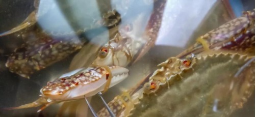 蒸出的螃蟹没有腿?原来第一步就做错了,难怪鲜味不足没有腿