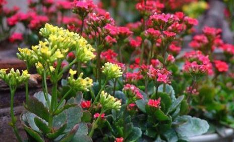 最受欢迎的4种年宵花,株型美观,花色艳丽,你家里有吗