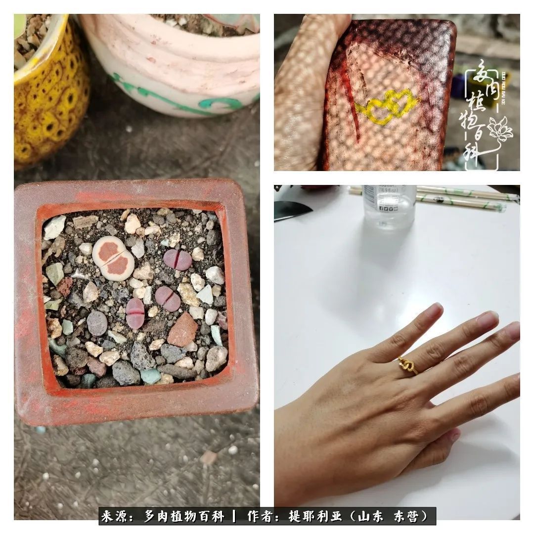 多肉植物|人如多肉，经阳光雨露历练后，亦会越挫越勇！