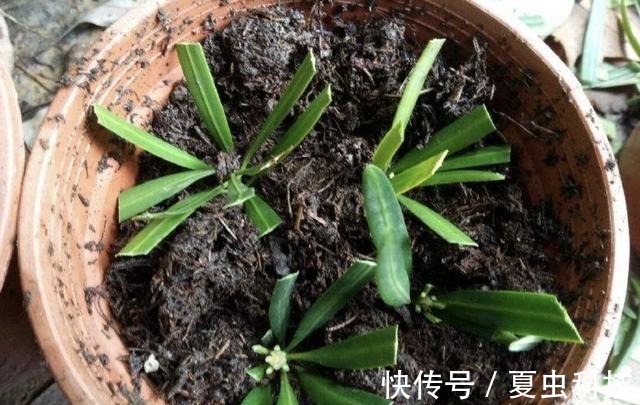 雀梅|“值钱”的2种树,想养不用买,“枝条”剪下来种植,5个月变盆景