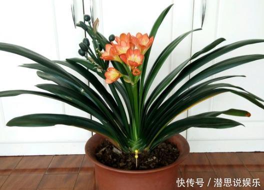 兰花|兰花、君子兰最喜欢这种“废物”,配土加一点,大白根挤满盆