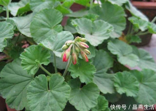 叶翠绿植株壮|7月的天竺葵,少浇肥水少晒太阳,叶翠绿植株壮,开花正艳