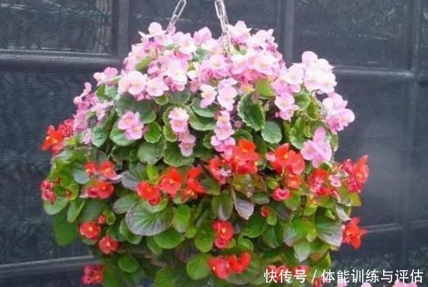 养花别再用自制肥，制作耗时还难闻，用上它养啥都爆满盆！