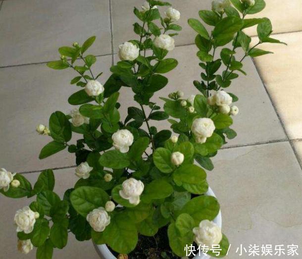 生根|扦插茉莉花,按照“此”方法,用点“这种水”,7天根系长满盆