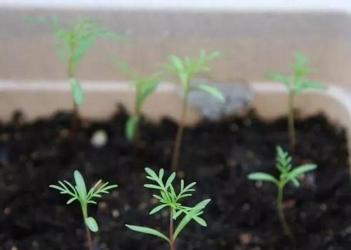 开得|用小盆养成大片花丛的大波斯菊,花朵开得特艳丽,还是要种院子