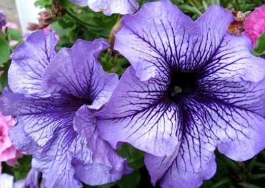 百花争艳的季节，养这些花朵，开花美艳动人，动不动就爆盆，超美