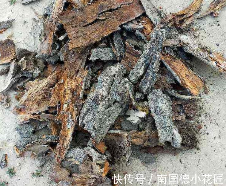 天然|1种很棒的天然生根剂,简单处理,养啥旺啥,却总被当垃圾丢了