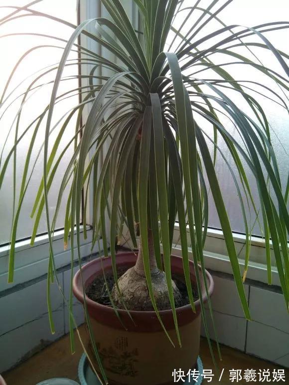 金枝玉叶|适合客厅养的5种“耐旱花”,30天不浇水也能爆盆,漂亮大气