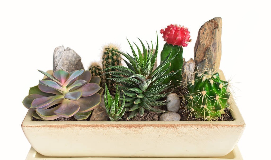 这6种花适合小盆养，用小盆，少管它，反而越长越旺，花开爆盆