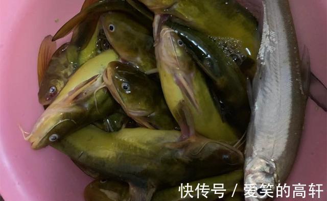 串钩|夏季夜钓黄颡鱼，最省时省力，莫过于串钩钓法，渔获相当有保证