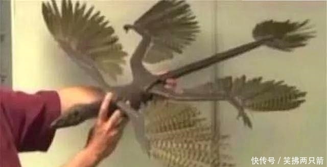《山海经》中的四翼神鸟,如今在长白山被发现,原来是它?