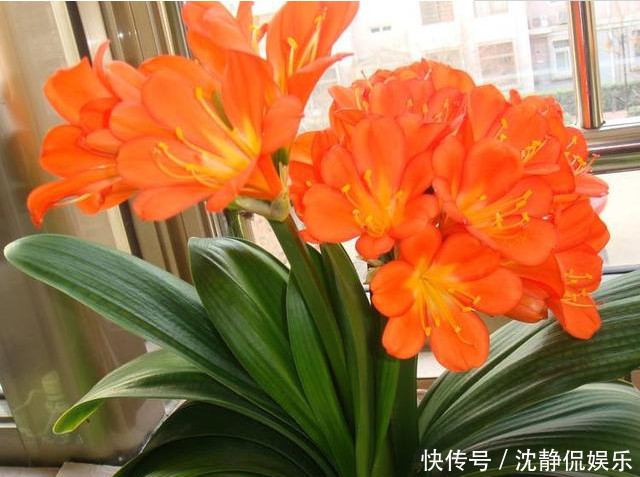 君子兰盆土板结|君子兰盆土板结学会3招,不黄叶不烂根,蹭蹭长,一年开花3次!