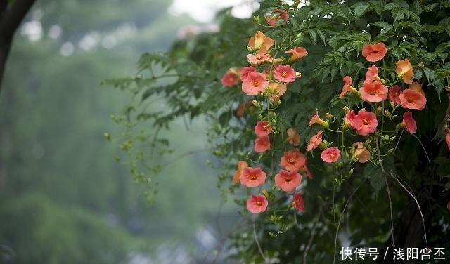 4种生长很快,又耐寒的花,打造花墙别错过!